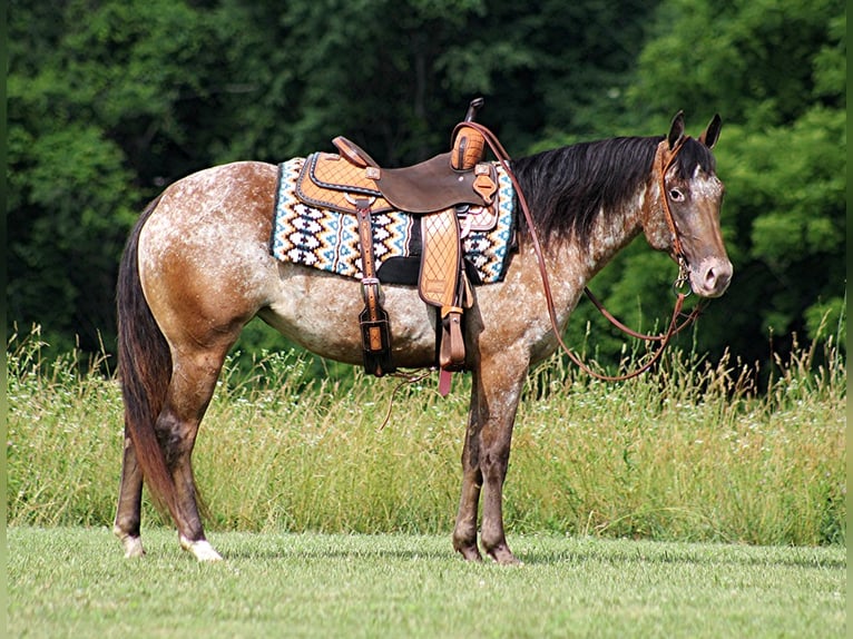 American Quarter Horse Wallach 6 Jahre 147 cm Dunkelfuchs in Brodhead KY