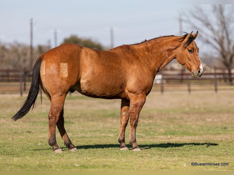 American Quarter Horse Wallach 6 Jahre 147 cm Falbe in Weatherford TX