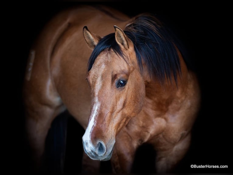 American Quarter Horse Wallach 6 Jahre 147 cm Falbe in Weatherford TX