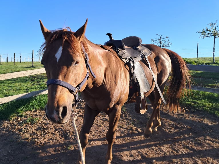 American Quarter Horse Wallach 6 Jahre 147 cm Fuchs in Höchenschwand