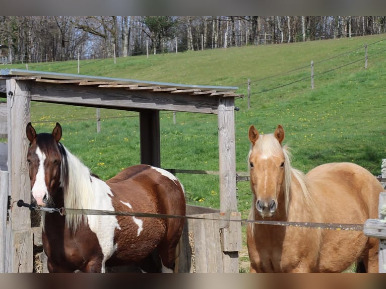 American Quarter Horse Wallach 6 Jahre 147 cm Palomino in Limoges