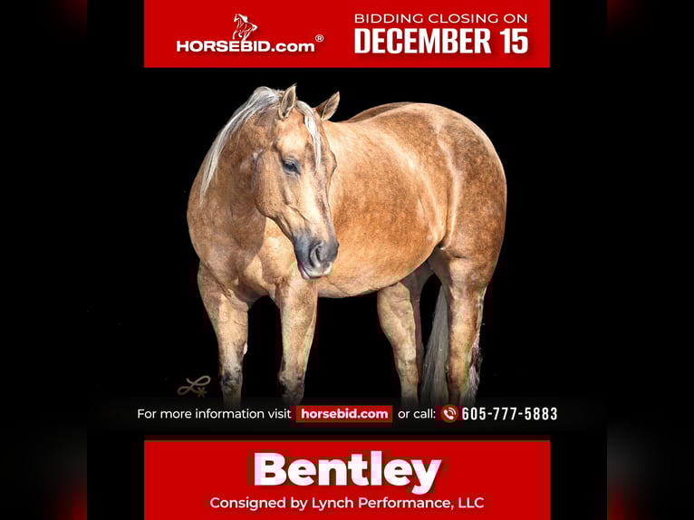 American Quarter Horse Wallach 6 Jahre 147 cm Palomino in Canistota