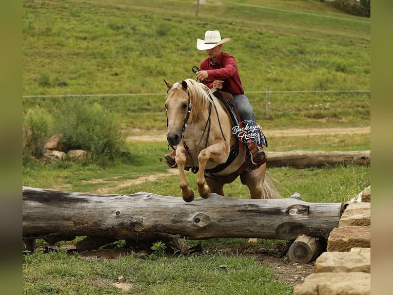 American Quarter Horse Wallach 6 Jahre 147 cm Palomino in Millersburg