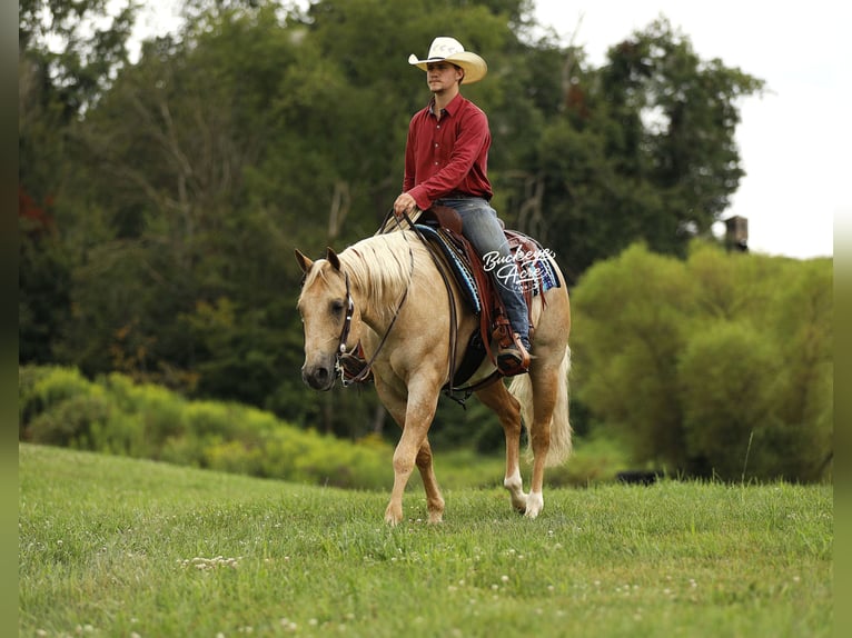 American Quarter Horse Wallach 6 Jahre 147 cm Palomino in Millersburg