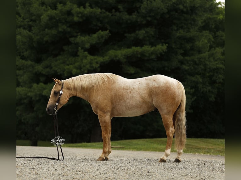 American Quarter Horse Wallach 6 Jahre 147 cm Palomino in Millersburg