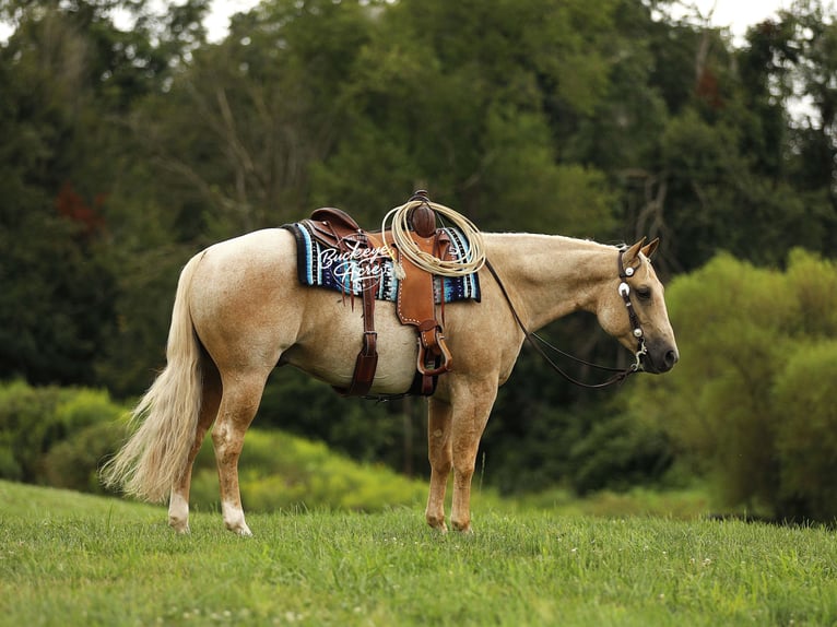 American Quarter Horse Wallach 6 Jahre 147 cm Palomino in Millersburg