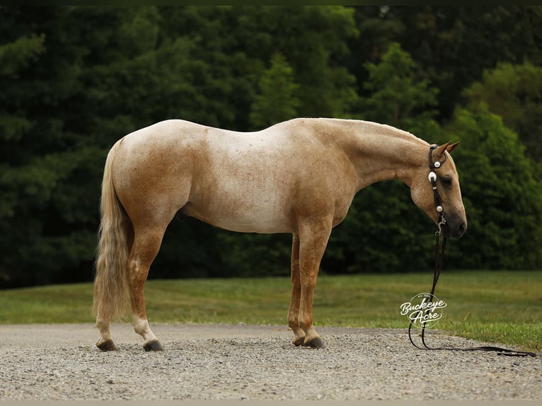 American Quarter Horse Wallach 6 Jahre 147 cm Palomino in Millersburg