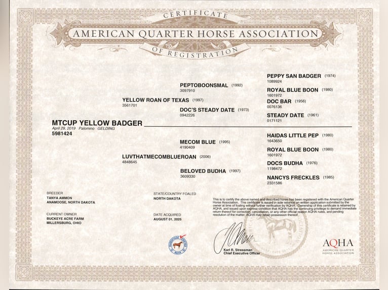 American Quarter Horse Wallach 6 Jahre 147 cm Palomino in Millersburg