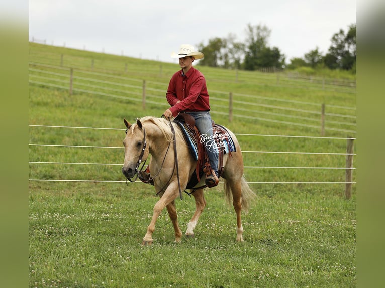 American Quarter Horse Wallach 6 Jahre 147 cm Palomino in Millersburg