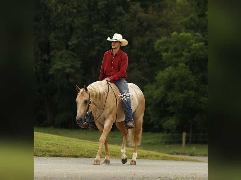 American Quarter Horse Wallach 6 Jahre 147 cm Palomino in Millersburg