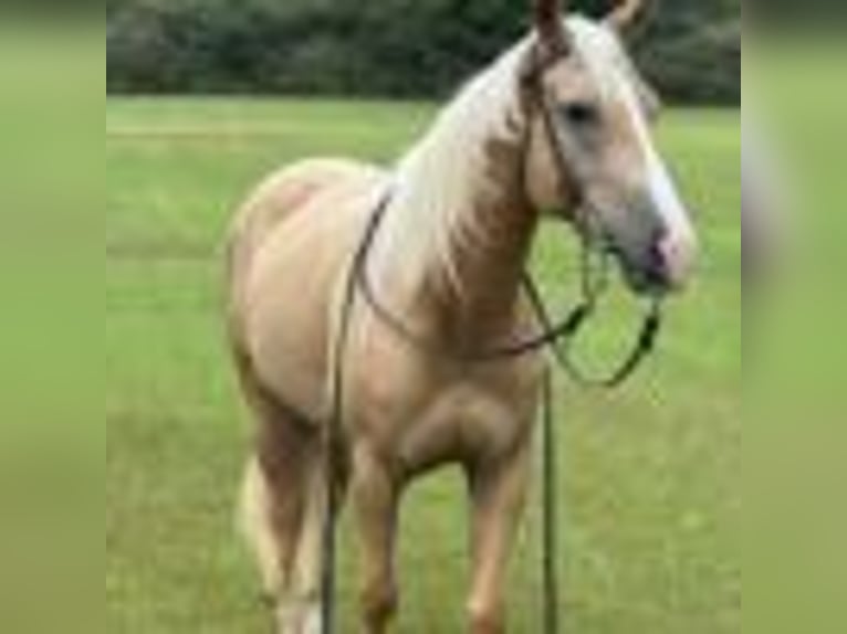 American Quarter Horse Wallach 6 Jahre 147 cm Palomino in Dawsom GA