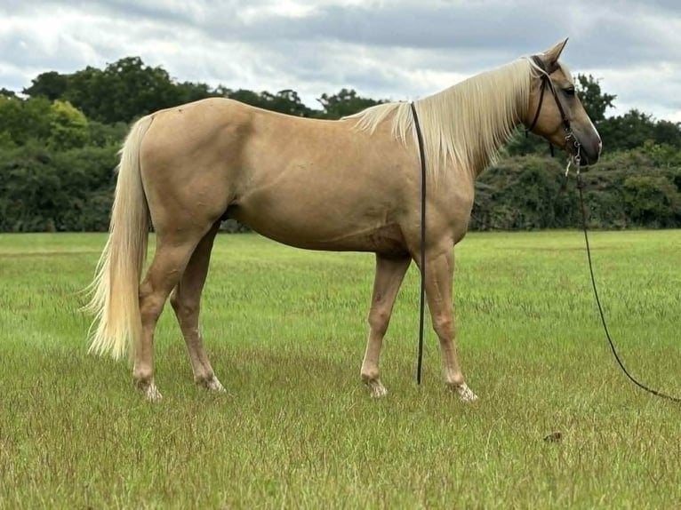 American Quarter Horse Wallach 6 Jahre 147 cm Palomino in Dawsom GA