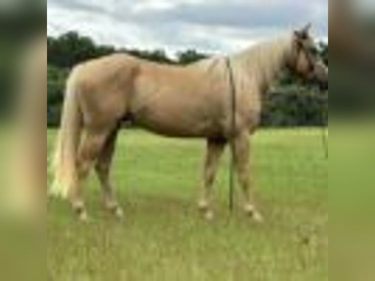 American Quarter Horse Wallach 6 Jahre 147 cm Palomino in Dawsom GA