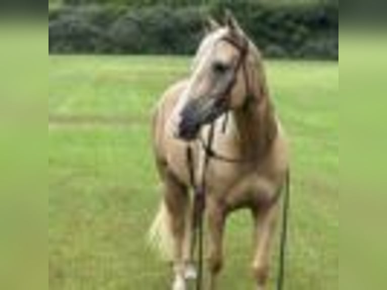 American Quarter Horse Wallach 6 Jahre 147 cm Palomino in Dawsom GA
