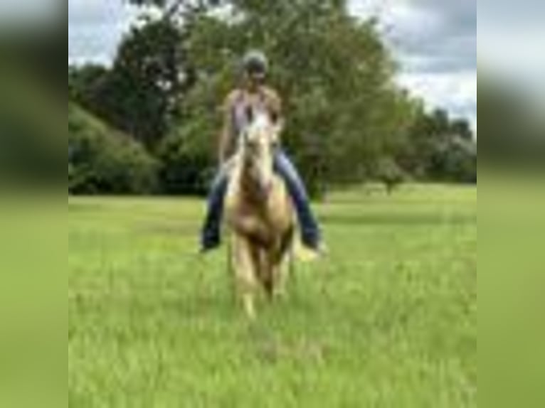 American Quarter Horse Wallach 6 Jahre 147 cm Palomino in Dawsom GA