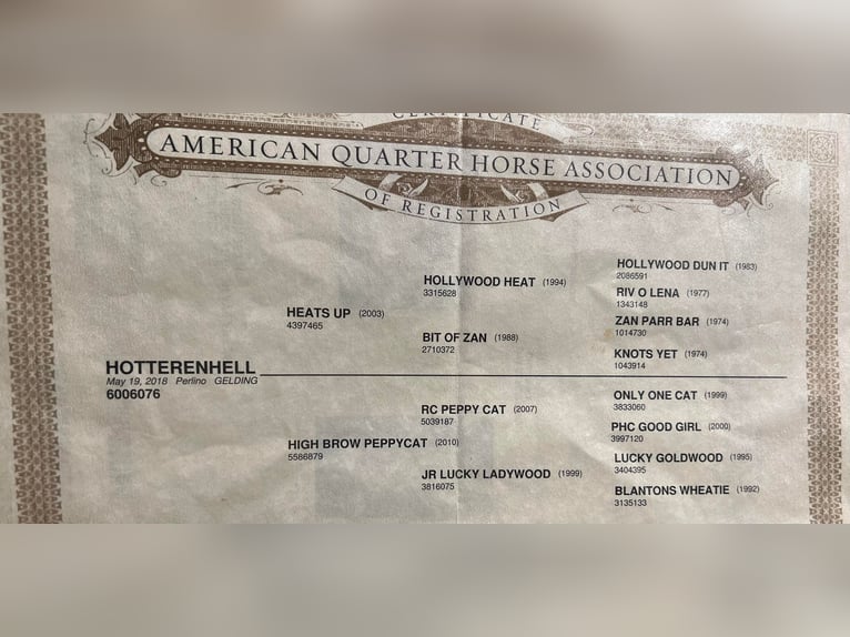 American Quarter Horse Wallach 6 Jahre 147 cm Perlino in Ravenna TX