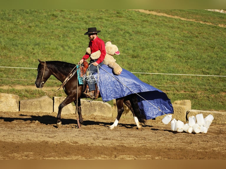 American Quarter Horse Wallach 6 Jahre 147 cm Rappe in Millersburg
