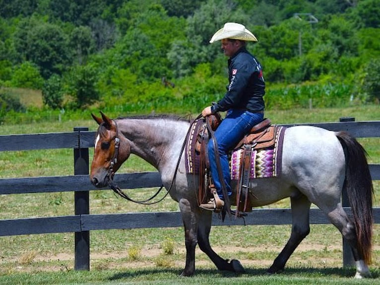 American Quarter Horse Mix Wallach 6 Jahre 147 cm Roan-Bay in Fredericksburg, OH