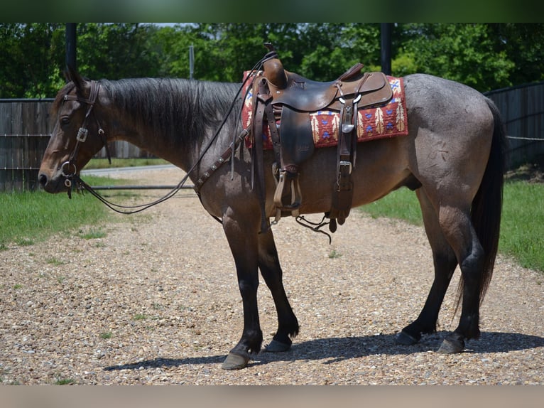 American Quarter Horse Wallach 6 Jahre 147 cm Roan-Bay in Leonard, TX