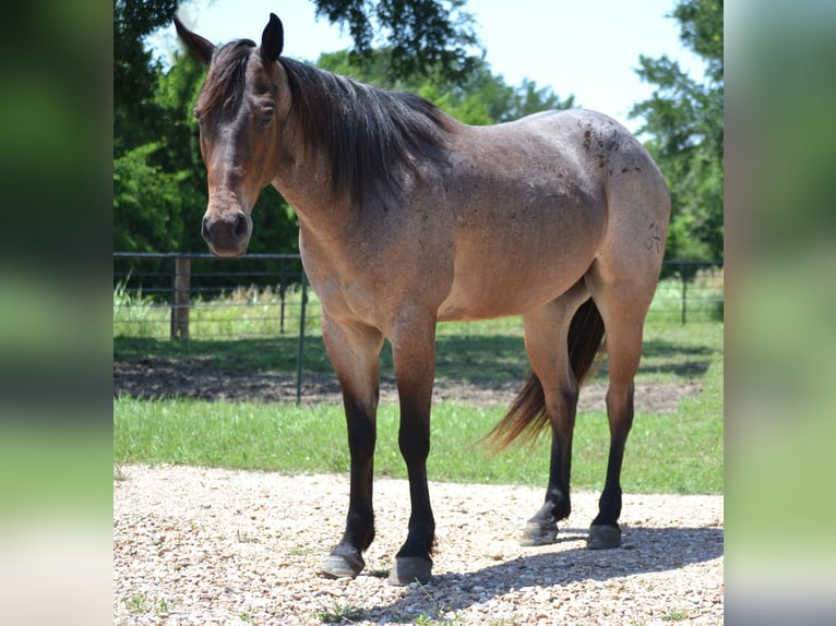 American Quarter Horse Wallach 6 Jahre 147 cm Roan-Bay in Leonard, TX