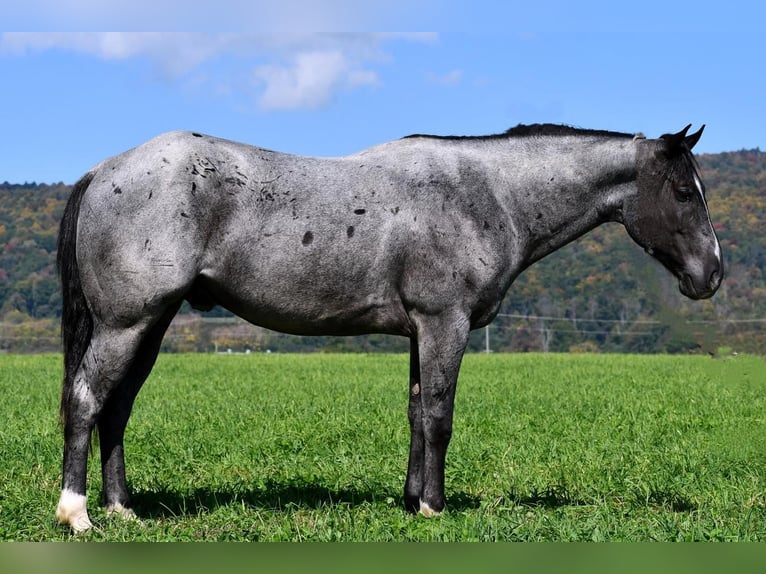 American Quarter Horse Wallach 6 Jahre 147 cm Roan-Blue in Rebersburg