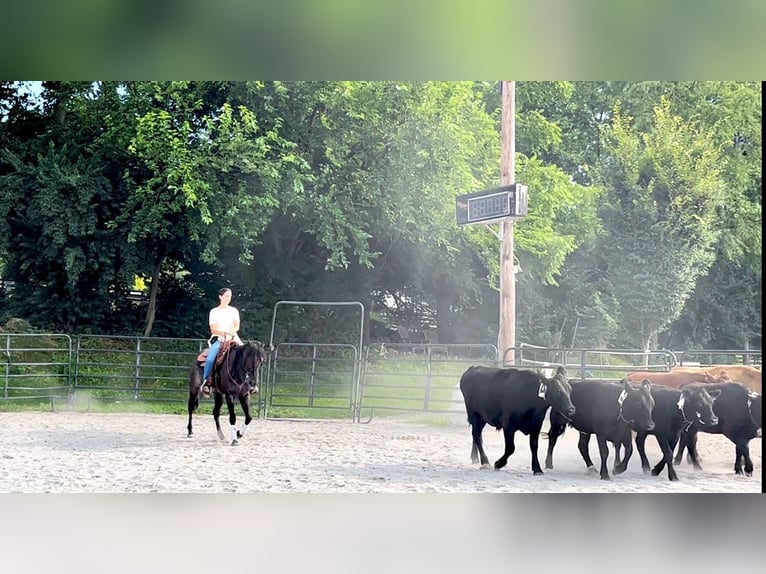 American Quarter Horse Wallach 6 Jahre 147 cm Roan-Blue in Gordonville