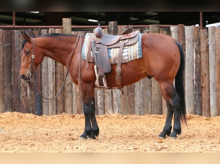 American Quarter Horse Wallach 6 Jahre 147 cm Rotbrauner in Weatherford TX