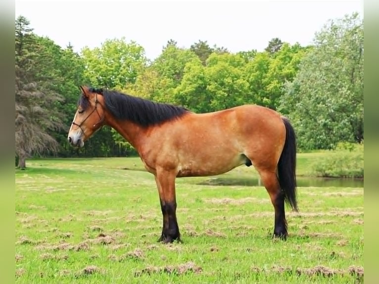 American Quarter Horse Wallach 6 Jahre 147 cm Rotbrauner in Howell, MI