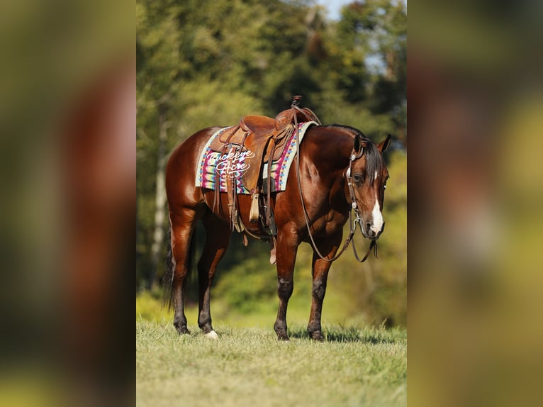 American Quarter Horse Wallach 6 Jahre 147 cm Rotbrauner in Millersburg