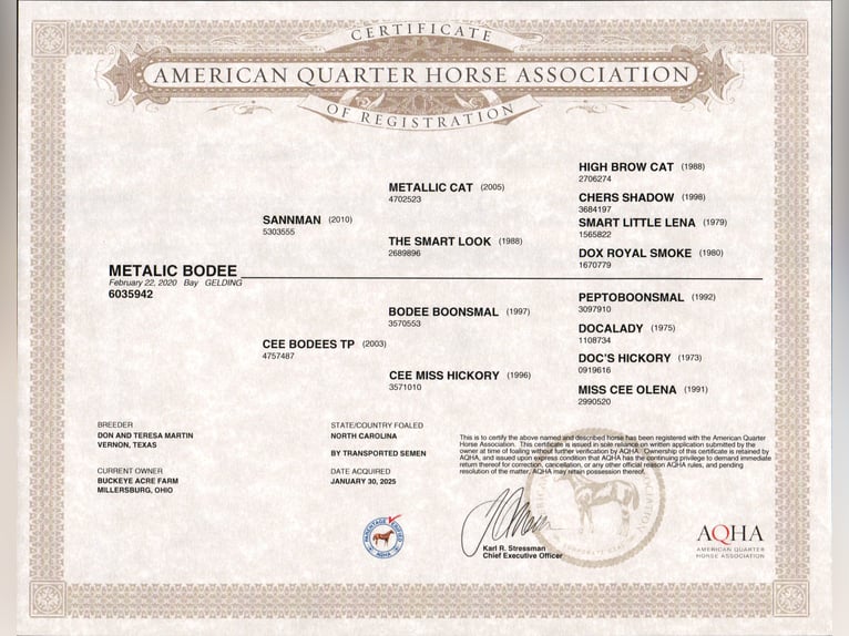 American Quarter Horse Wallach 6 Jahre 147 cm Rotbrauner in Millersburg