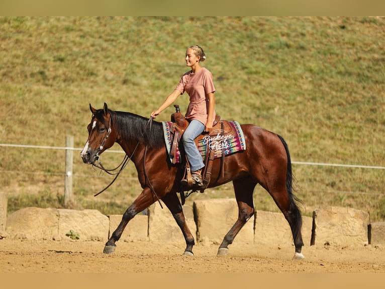American Quarter Horse Wallach 6 Jahre 147 cm Rotbrauner in Millersburg
