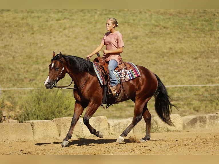 American Quarter Horse Wallach 6 Jahre 147 cm Rotbrauner in Millersburg
