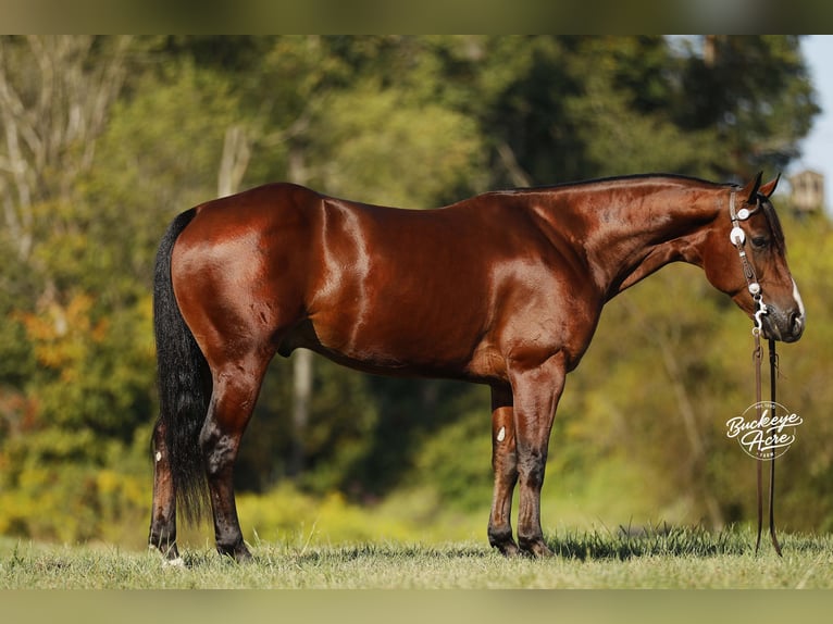 American Quarter Horse Wallach 6 Jahre 147 cm Rotbrauner in Millersburg