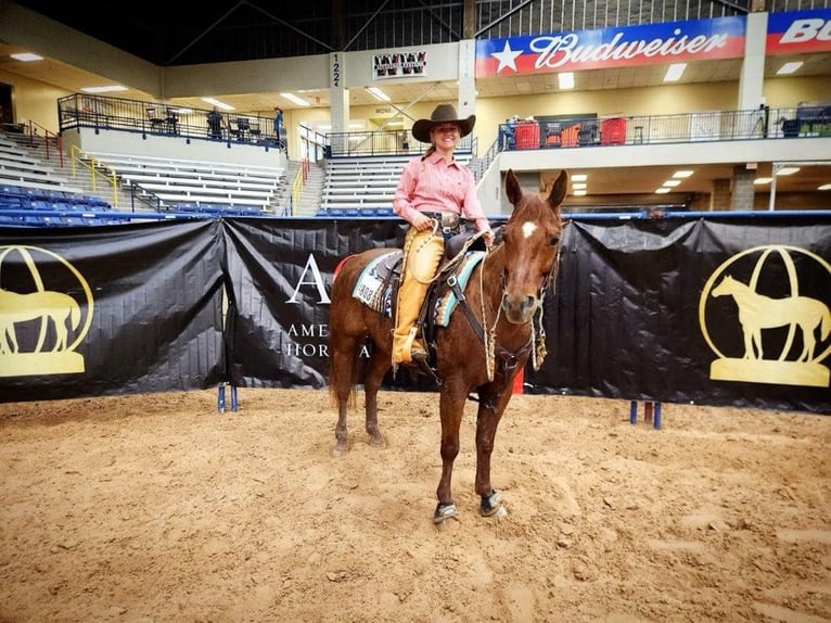 American Quarter Horse Wallach 6 Jahre 147 cm Rotfuchs in Grand Island, NE