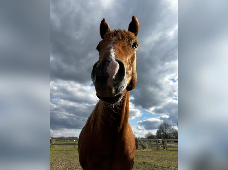 American Quarter Horse Mix Wallach 6 Jahre 147 cm Rotfuchs in Tongerlo