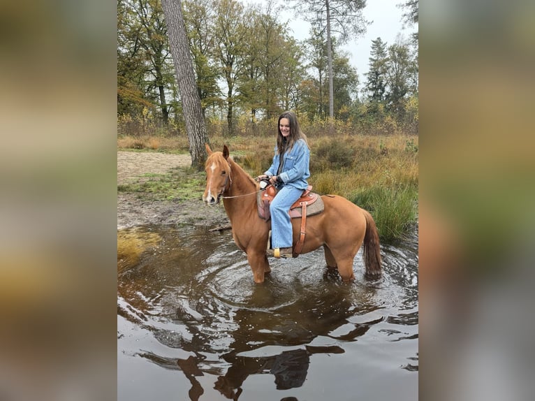 American Quarter Horse Mix Wallach 6 Jahre 147 cm Rotfuchs in Tongerlo