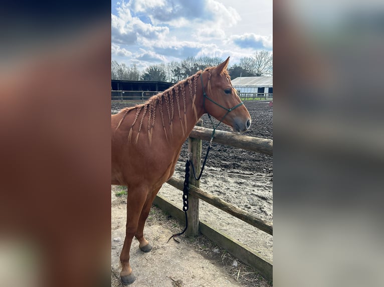 American Quarter Horse Mix Wallach 6 Jahre 147 cm Rotfuchs in Tongerlo