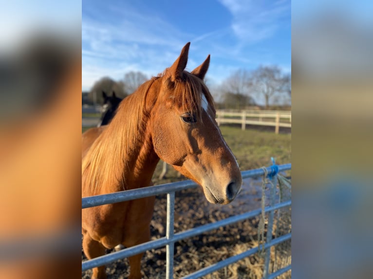 American Quarter Horse Mix Wallach 6 Jahre 147 cm Rotfuchs in Tongerlo