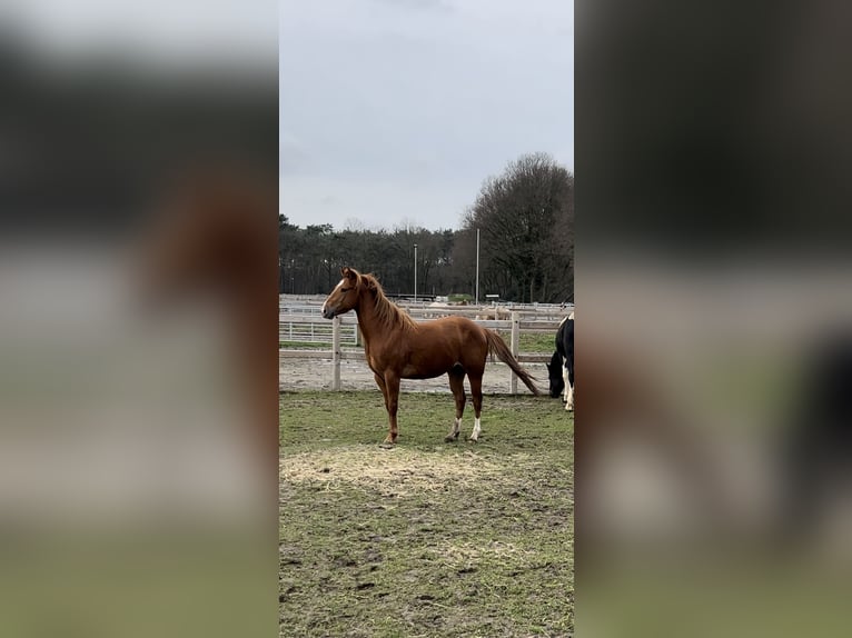 American Quarter Horse Mix Wallach 6 Jahre 147 cm Rotfuchs in Tongerlo