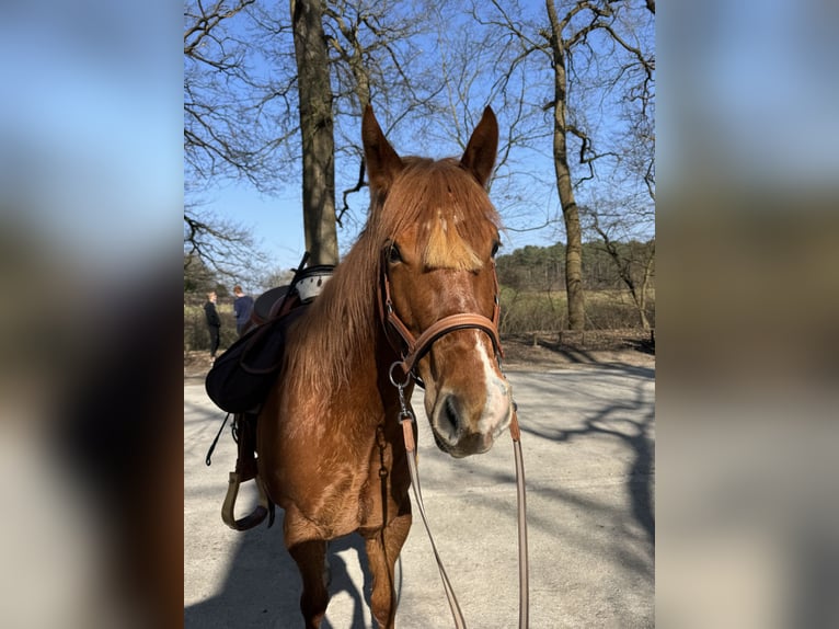 American Quarter Horse Mix Wallach 6 Jahre 147 cm Rotfuchs in Tongerlo