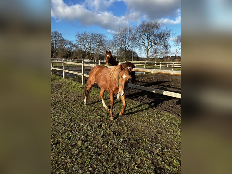 American Quarter Horse Mix Wallach 6 Jahre 147 cm Rotfuchs in Tongerlo