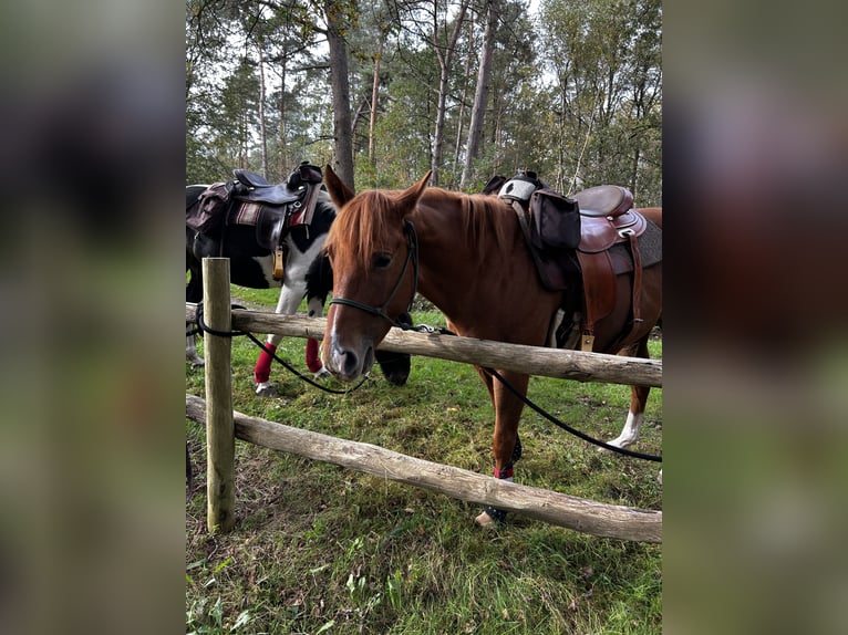 American Quarter Horse Mix Wallach 6 Jahre 147 cm Rotfuchs in Tongerlo