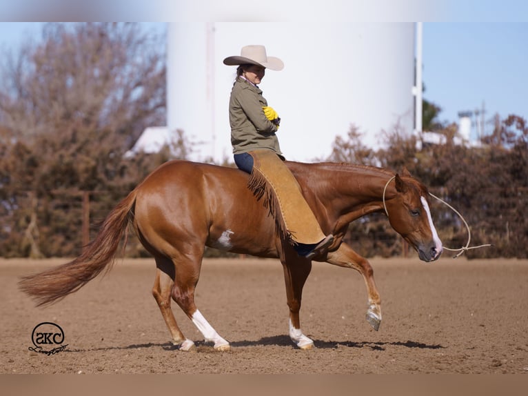 American Quarter Horse Wallach 6 Jahre 147 cm Rotfuchs in Canyon