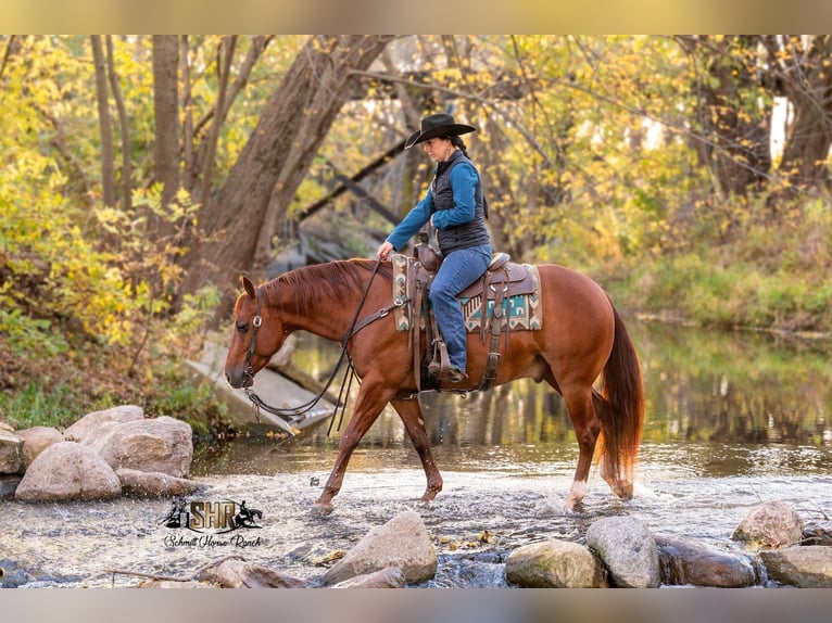 American Quarter Horse Wallach 6 Jahre 147 cm Rotfuchs in Holland