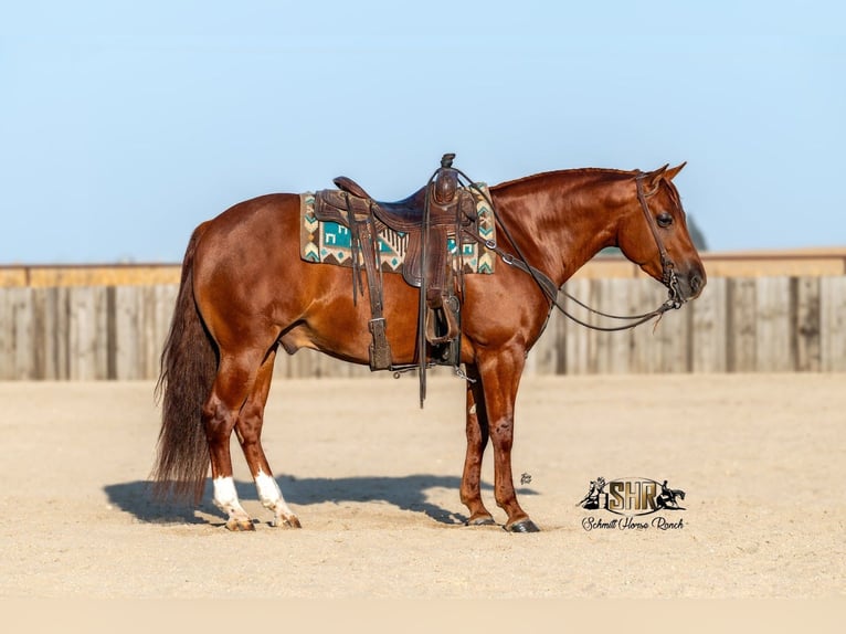 American Quarter Horse Wallach 6 Jahre 147 cm Rotfuchs in Holland