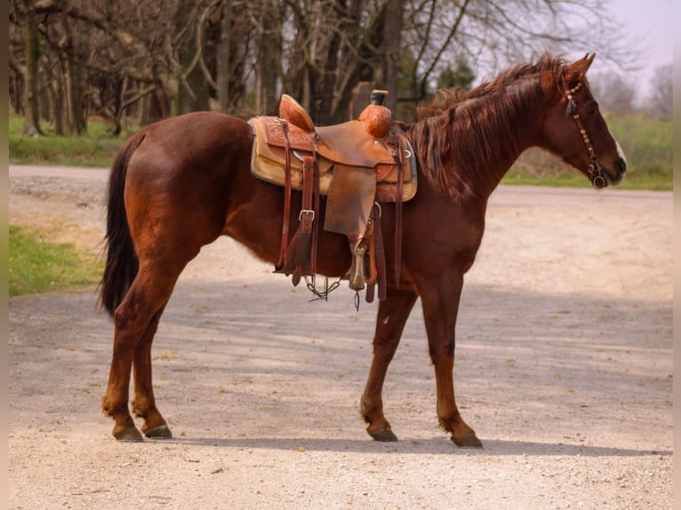American Quarter Horse Wallach 6 Jahre 147 cm Rotfuchs in Baxter Springs