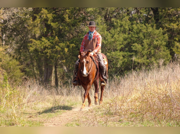 American Quarter Horse Wallach 6 Jahre 147 cm Rotfuchs in Baxter Springs