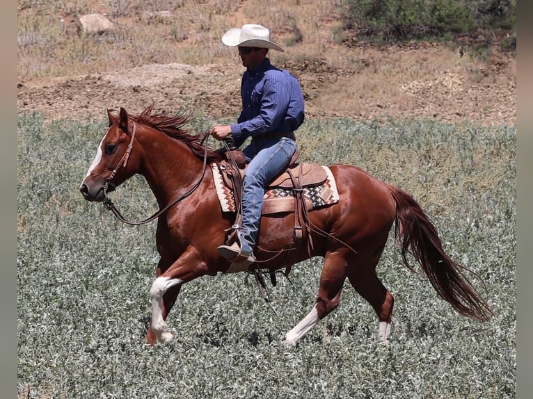 American Quarter Horse Wallach 6 Jahre 147 cm Rotfuchs in Dewey, AZ