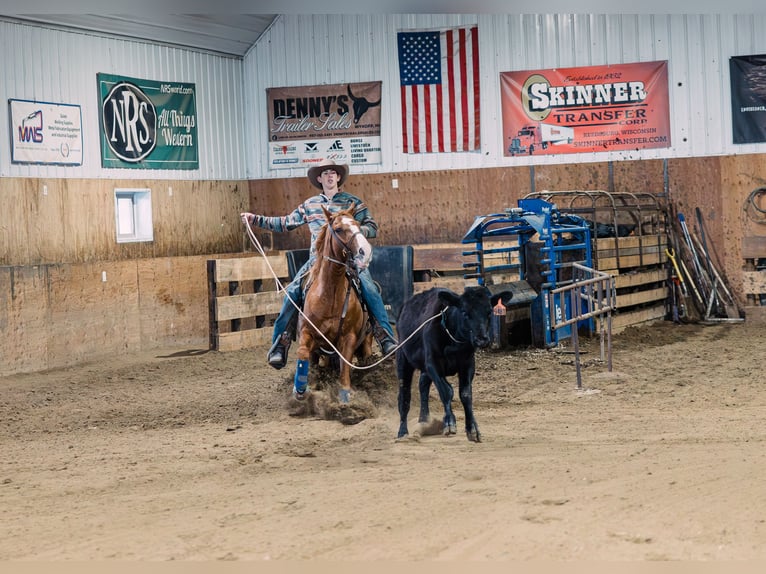 American Quarter Horse Wallach 6 Jahre 147 cm Rotfuchs in Decorah, IA