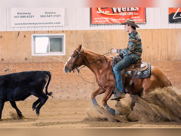 American Quarter Horse Wallach 6 Jahre 147 cm Rotfuchs in Decorah, IA